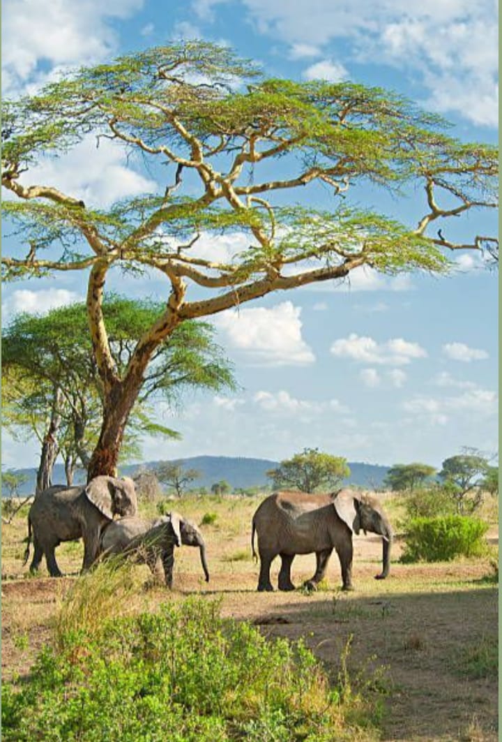 Tsavo