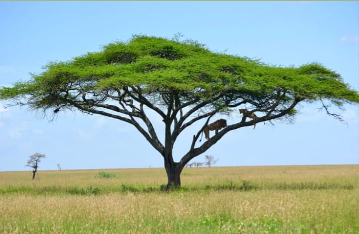 The Great Migration